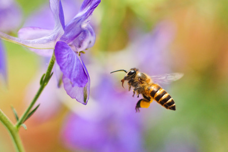 How Gut Bacteria Improves Honeybee Health