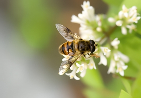 Research Saying Properly Used Neonics Not Harmful