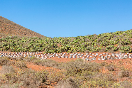 African ‘Killer’ Honeybees in Liberia Provide a Living