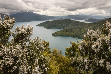 NZ Scientist Says of Myrtle Rust: We’ve ‘Lost the Battle’