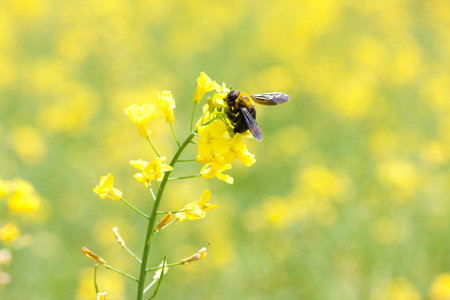 A Few Facts About Solitary Bees