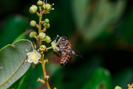 Scientists Bringing Stingless Honeybees to North India