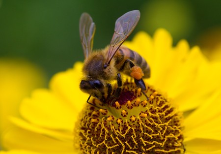 Michigan Declares Itself Home to 465 Species of Bees