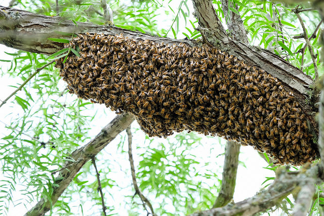 Swarm Chasers Bring Lost Bees Back to Their Hives