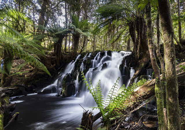 Tasmania: First to Have Manuka Honey?