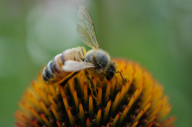Are Honeybees Attracted to the Chemicals Causing Them Harm?