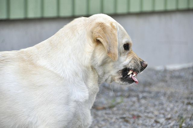 Things You’re Doing That Your Dog Might Hate