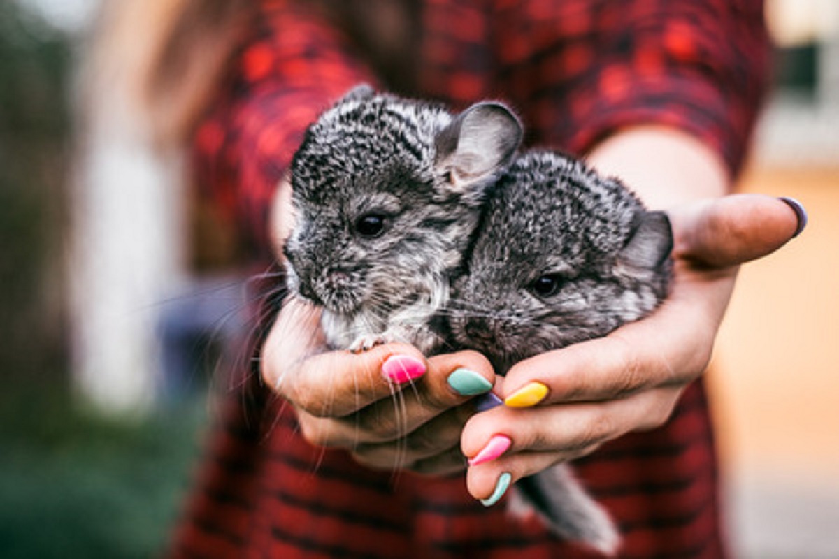 Common Health Concerns for Chinchillas