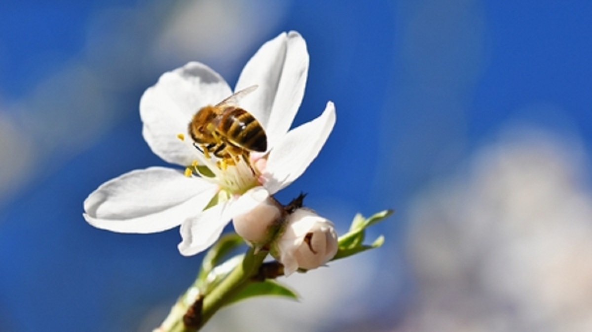 Manuka Honey May Become Cheaper