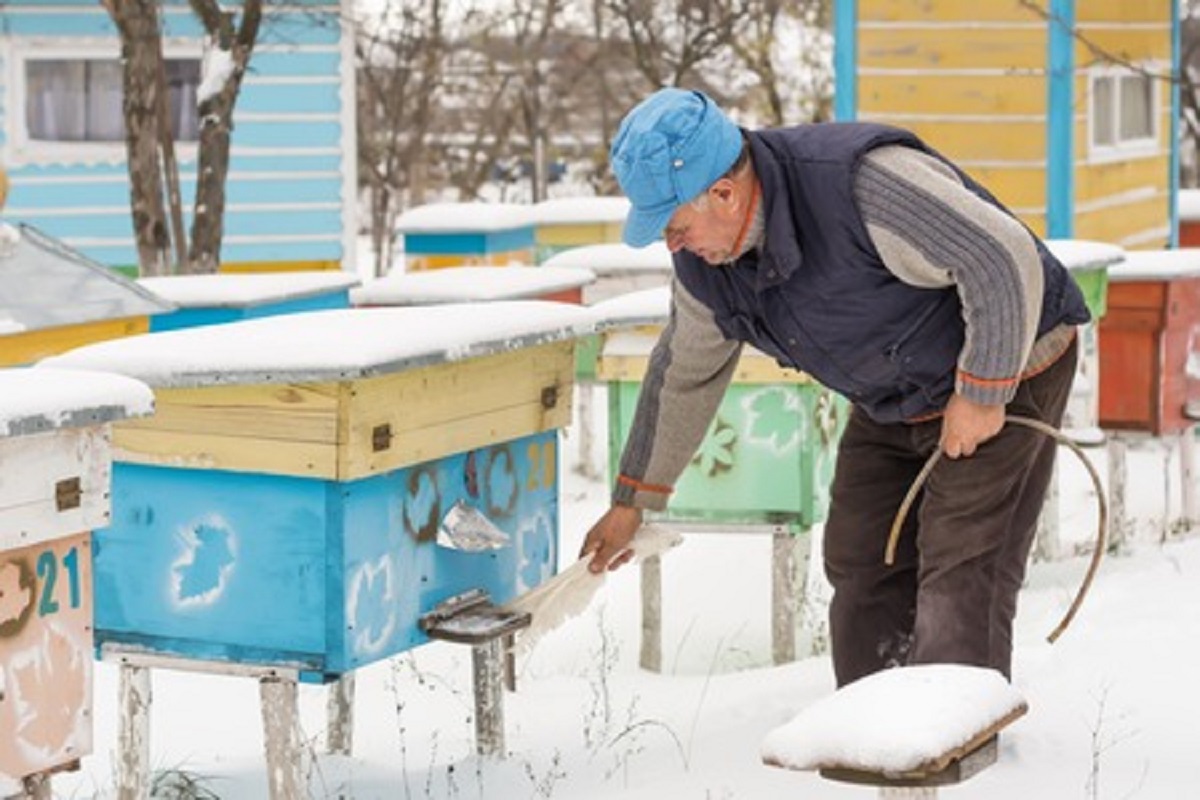 Honeybees Need Water During Winter Too