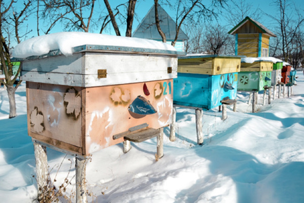 How Are Honey Bees Able to Survive the Winter?