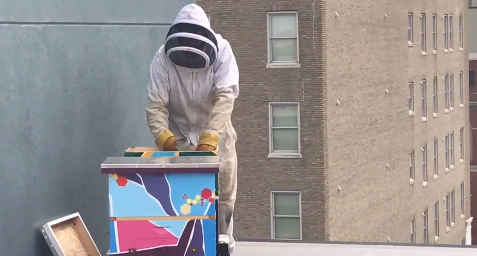 Carolina Urban Beekeepers Saving Bees This Winter