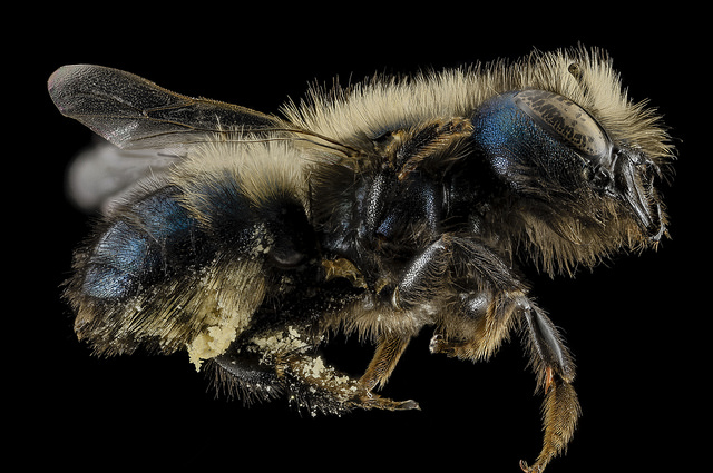 Mason Bees Heading to Work Before Honeybees