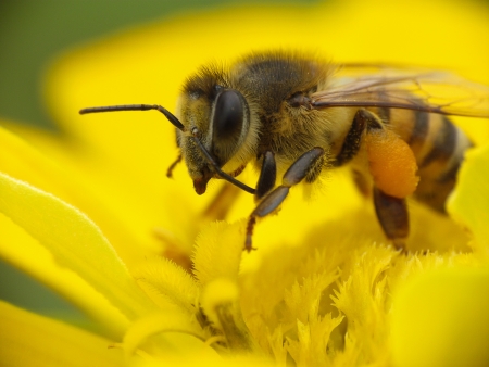 Alien Honeybee Colonies Could Result in Plant Extinction   
