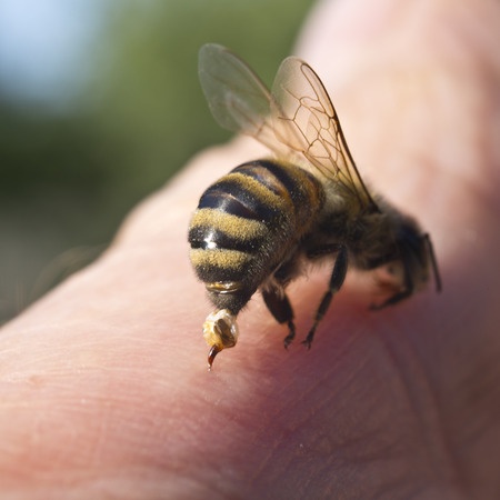Researchers Discover What Makes Honeybees Sting