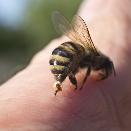 How to Tell When Bees are Ready to Attack