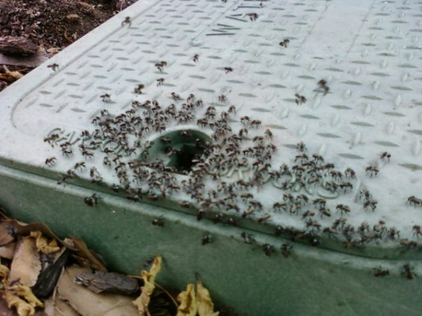 What Are Australian Stingless Bees?