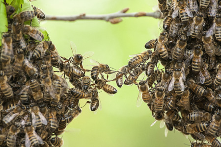 Yemeni Beekeepers Tackling Local Threats to Honeybees