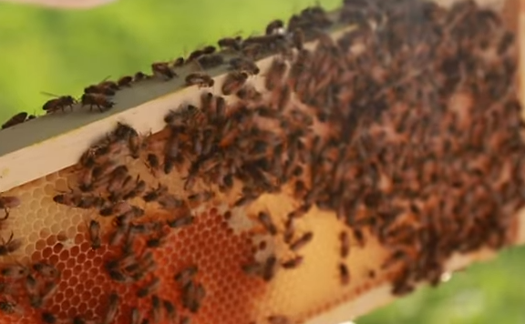 Detroit Beekeepers Turning Vacant Lots into Bee Lots