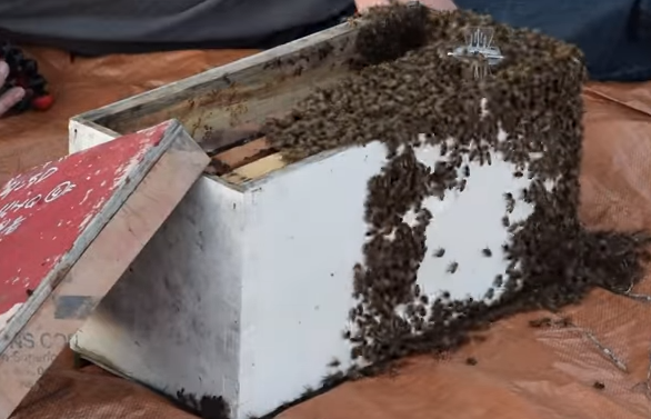 Beekeeper Turns Investigator to Find His Beehives