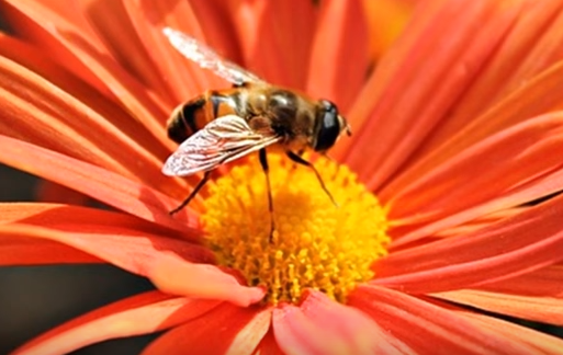 The Honeybee’s Circadian Rhythm