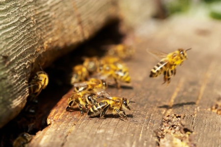 Local Beekeeper Put Out of Business by Pest Control Company