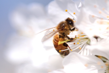 Local Farm Educating Children on Honeybees