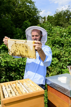 U.S. Honeybees Made Less Honey Last Year