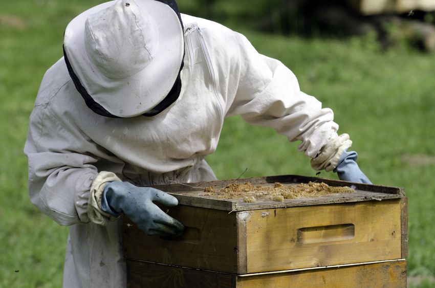Honey Bees Helping Veterans Cope with PTSD