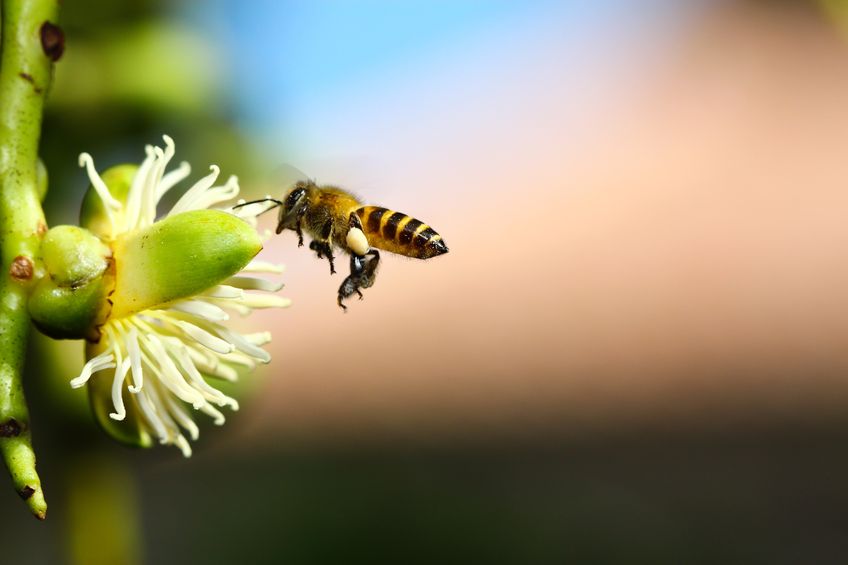 Mechanical Pollination Could Be Our Future