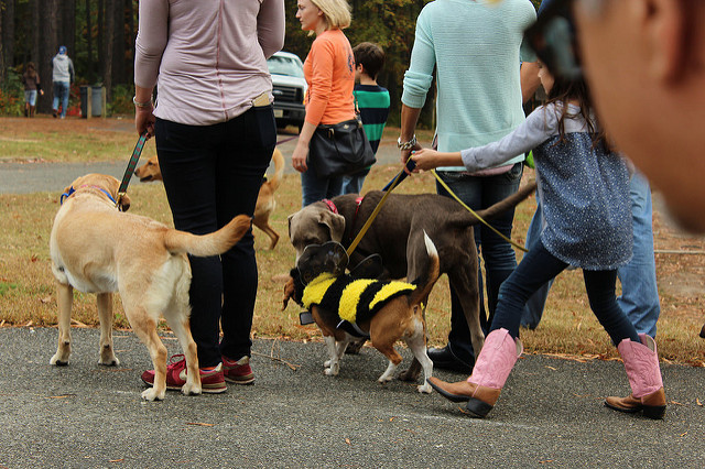 Dog Parks and Manuka Honey… Perfect Together