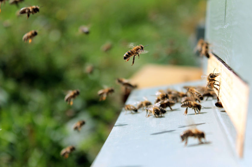 Researchers Developed Material That May Save Bees