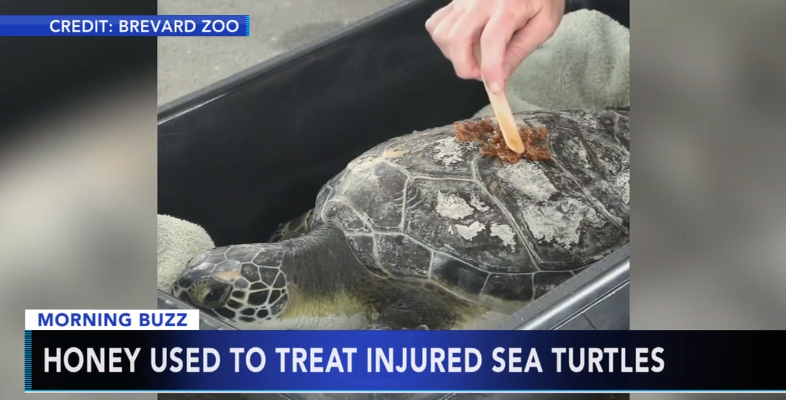 Florida Zoo Treats Sea Turtles’ Wounds with Raw Honey