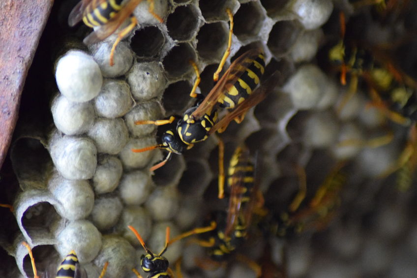 Twenty-Five-Year-Old Beehive Found in Cincinnati Garage