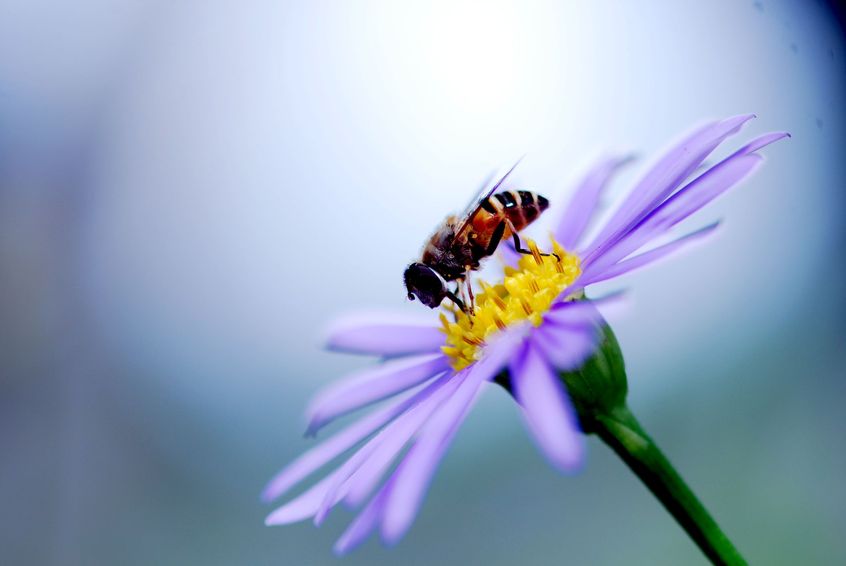 How to Bring Bees Back to Your Garden