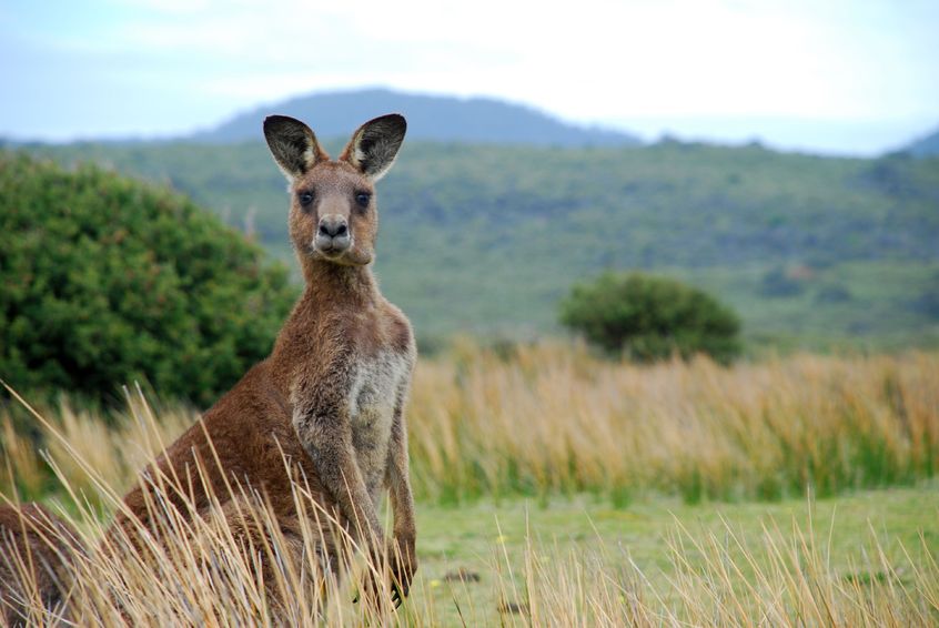 Australian Manuka Honey Association Gaining More Support