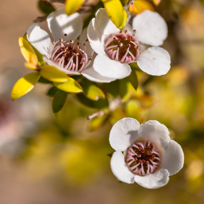 New Zealand’s Manuka Farmers Stunned by Free Seedling Demand