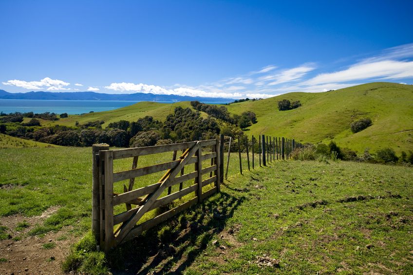 New Zealand Farmer Using Manuka After Land’s Erosion