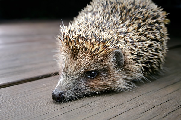 Wild Hedgehog Found Injured, Saved with Manuka Honey