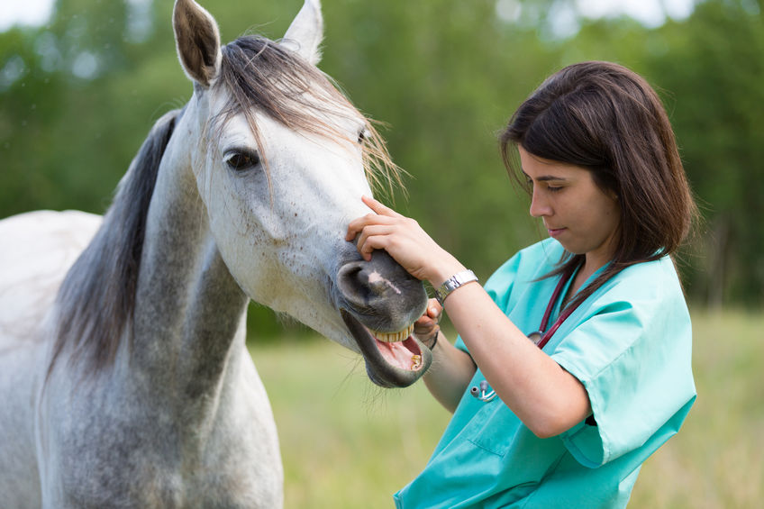 How to Make Pumpkin Oatmeal Honey Cookies for Horses