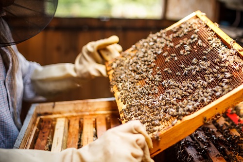 Local Man Remains Dedicated to Protecting Endangered Honeybees