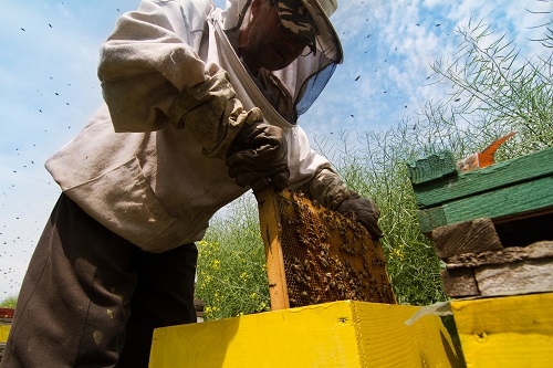 Beekeeping Family Making Honey for Fun and Money