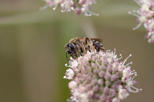 Honeybees Understand Concept of Zero