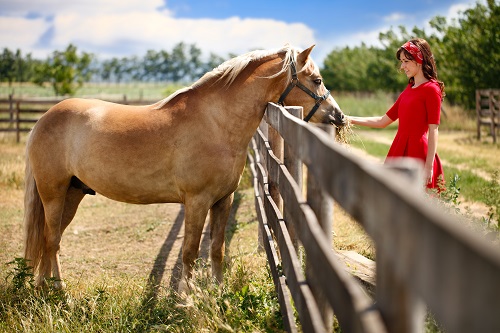 Sweet Manuka Honey Brittle Recipe for Your Horses