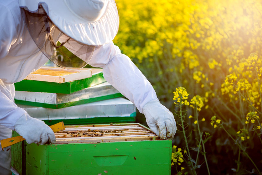 Rhode Island Beekeeper Promoting Honey Bee Preservation