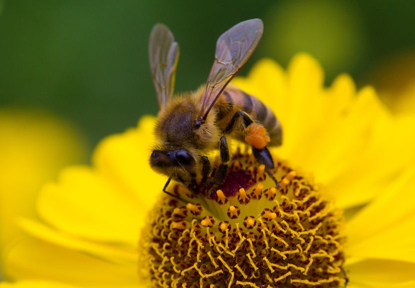 Three Easy Ways You Can Help Honey Bees
