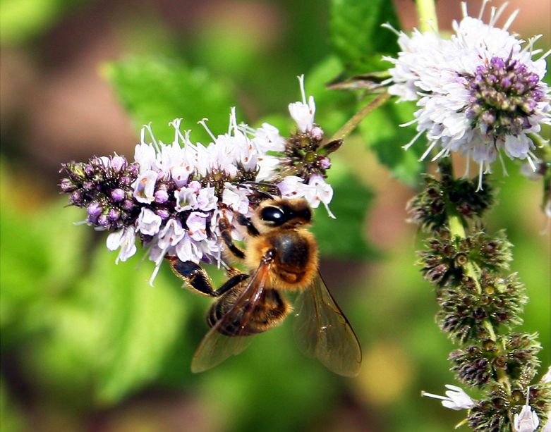 Roman Honey Bee Hives Being Used to Study Pollution