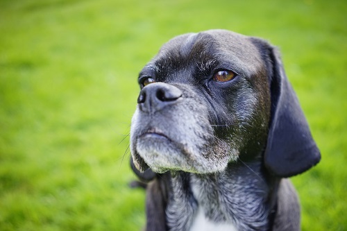 Dogs Love These Frozen Manuka Honey Treats