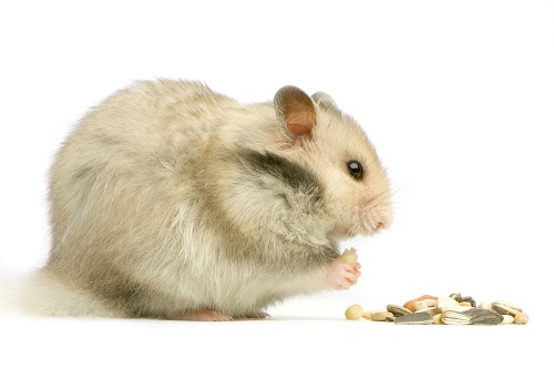 Making Homemade Raw Honey Treats for Hamsters and Gerbils