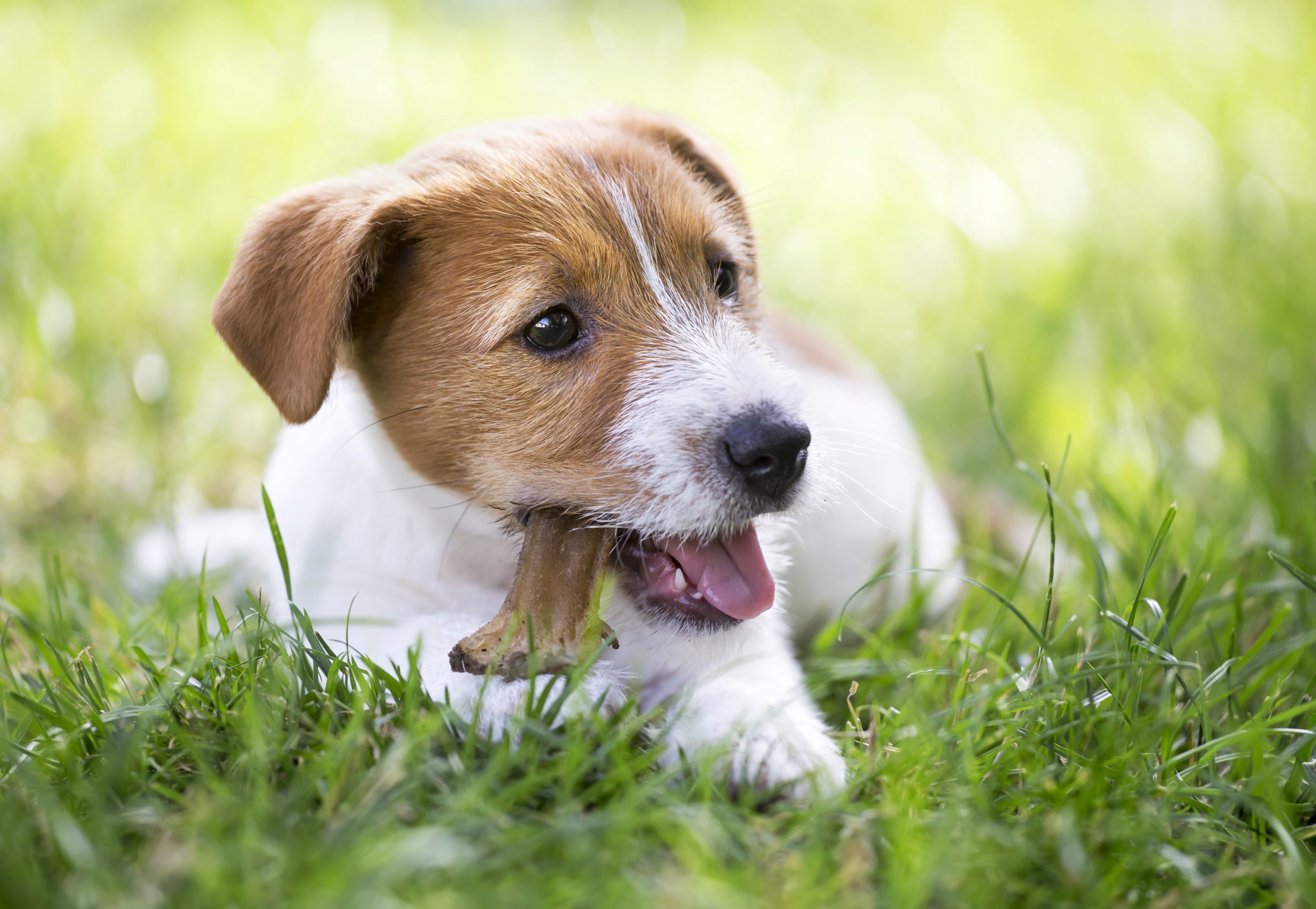 Manuka Honey Biscuits Your Dog Will Love